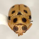 Griburius equestris - photo 2