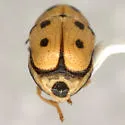 Griburius equestris - photo 3