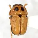 Griburius equestris - photo 4