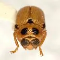 Griburius equestris - photo 5