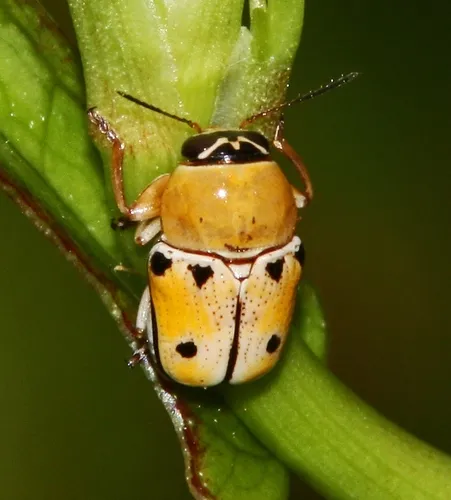 Griburius larvatus