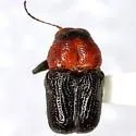 Griburius montezuma