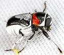 Griburius montezuma - photo 2