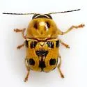 Griburius rileyi