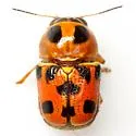Griburius rileyi - photo 2