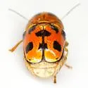 Griburius rileyi - photo 3