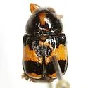 Griburius scutellaris - photo 2