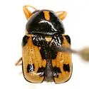 Griburius scutellaris - photo 3