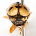 Griburius scutellaris - photo 4