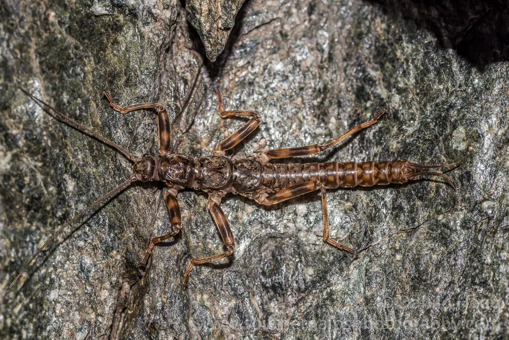 Gripopterygidae - photo 2