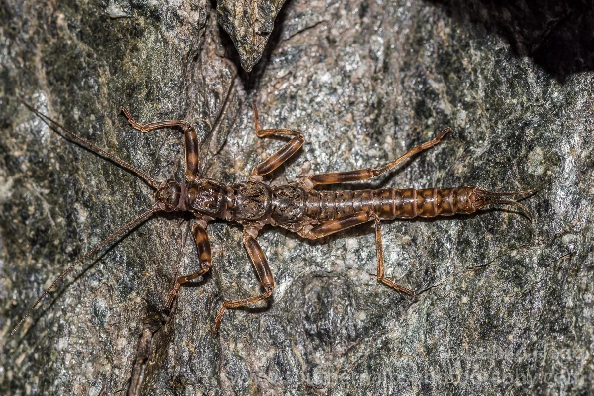 Gripopterygidae - photo 3
