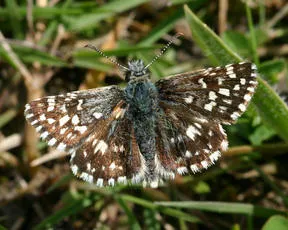 Grizzled Skipper - Pyrgus malvae