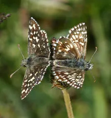 Grizzled Skipper - photo 2