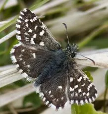 Grizzled Skipper - photo 3