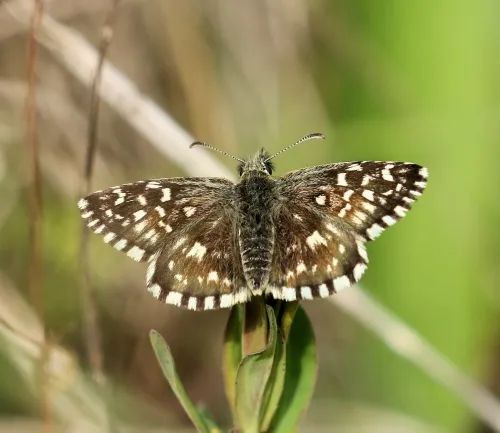 Grizzled Skipper - photo 4