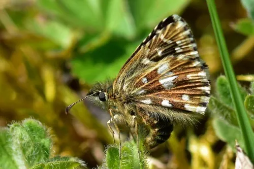 Grizzled Skipper - photo 5