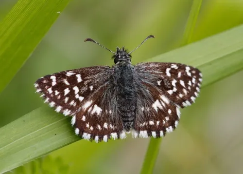 Grizzled Skipper - photo 6
