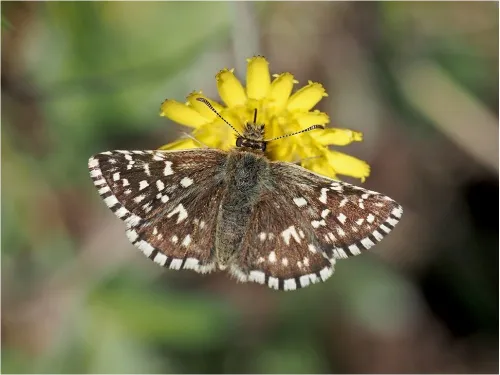 Grizzled Skipper - photo 7