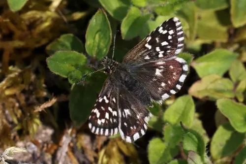 Grizzled Skipper - photo 8