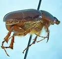 Gronocarus autumnalis - photo 2