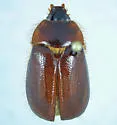 Gronocarus inornatus