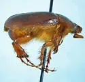 Gronocarus inornatus - photo 2