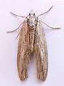 Grossbeckia semimaculata - Hodges#7283 - photo 2