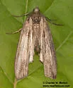 Grossbeckia semimaculata - Hodges#7283 - photo 4