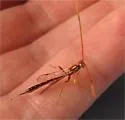 Grotea anguina - Grotea anguina