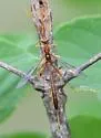 Grotea anguina - photo 2