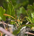 Grotea californica - photo 3