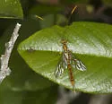 Grotea californica - photo 4