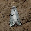 Grotella binda - Hodges#11221 - photo 2