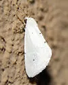 Grotella blanca - Hodges#11216