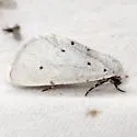 Grotella blanca - Hodges#11216 - photo 3