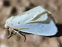 Grotella blanca - Hodges#11216 - photo 4