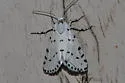 Grotella blanchardi - Hodges#11229