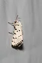 Grotella blanchardi - Hodges#11229 - photo 4