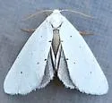 Grotella dis - Hodges#11217