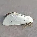 Grotella dis - Hodges#11217 - photo 2