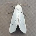 Grotella dis - Hodges#11217 - photo 3