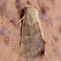 Grotella olivacea - Hodges#11226