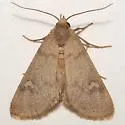 Grotella olivacea - Hodges#11226 - photo 2