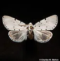 Grotella sampita - Hodges#11215