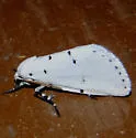 Grotella sampita - Hodges#11215 - photo 2