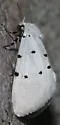Grotella septempunctata - Hodges#11213