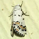 Grotella tricolor - Hodges#11222 - photo 3