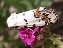 Grotella tricolor - Hodges#11222 - photo 4