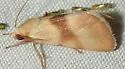 Grotella vauriae - Hodges#11228 - photo 2
