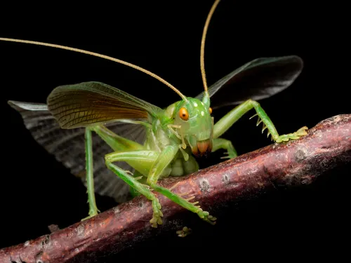 Raspy Crickets - photo 2